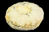 Heterodiadema Fossil Echinoid (Sea Urchin) - Morocco #69829-1